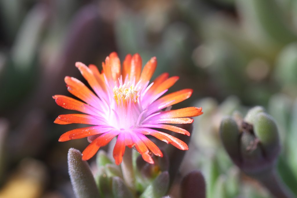 メセンの花UP