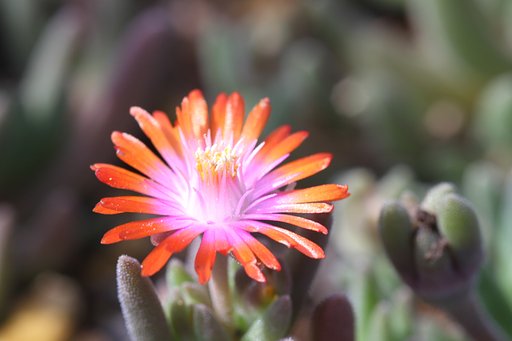 メセンの花UP