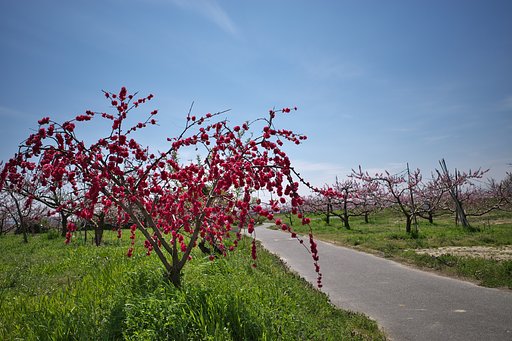 桃と花桃