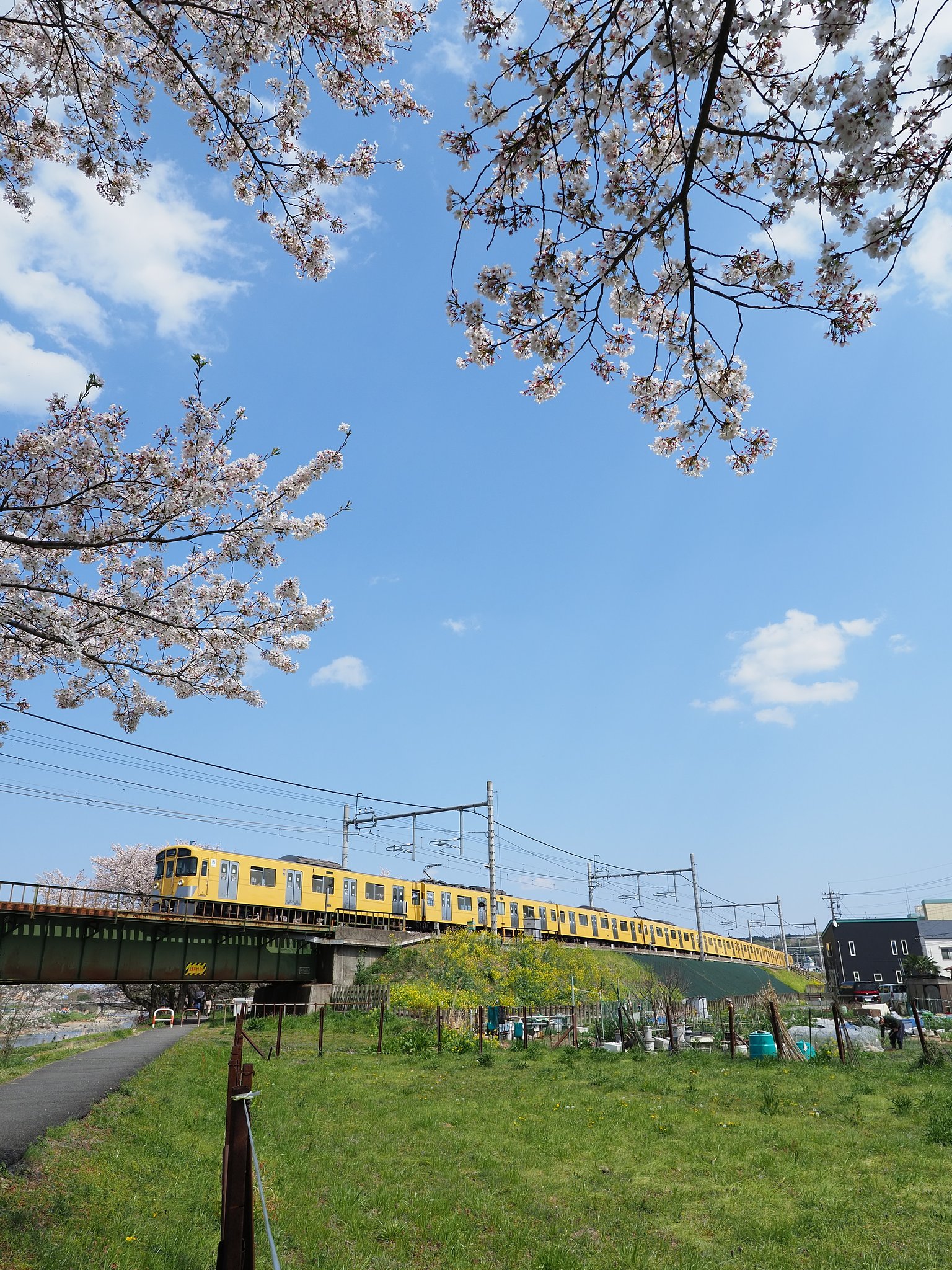 桜と黄色い電車