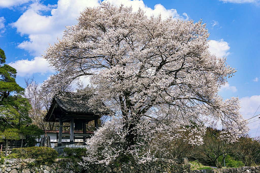 【はな】桜と鐘撞堂