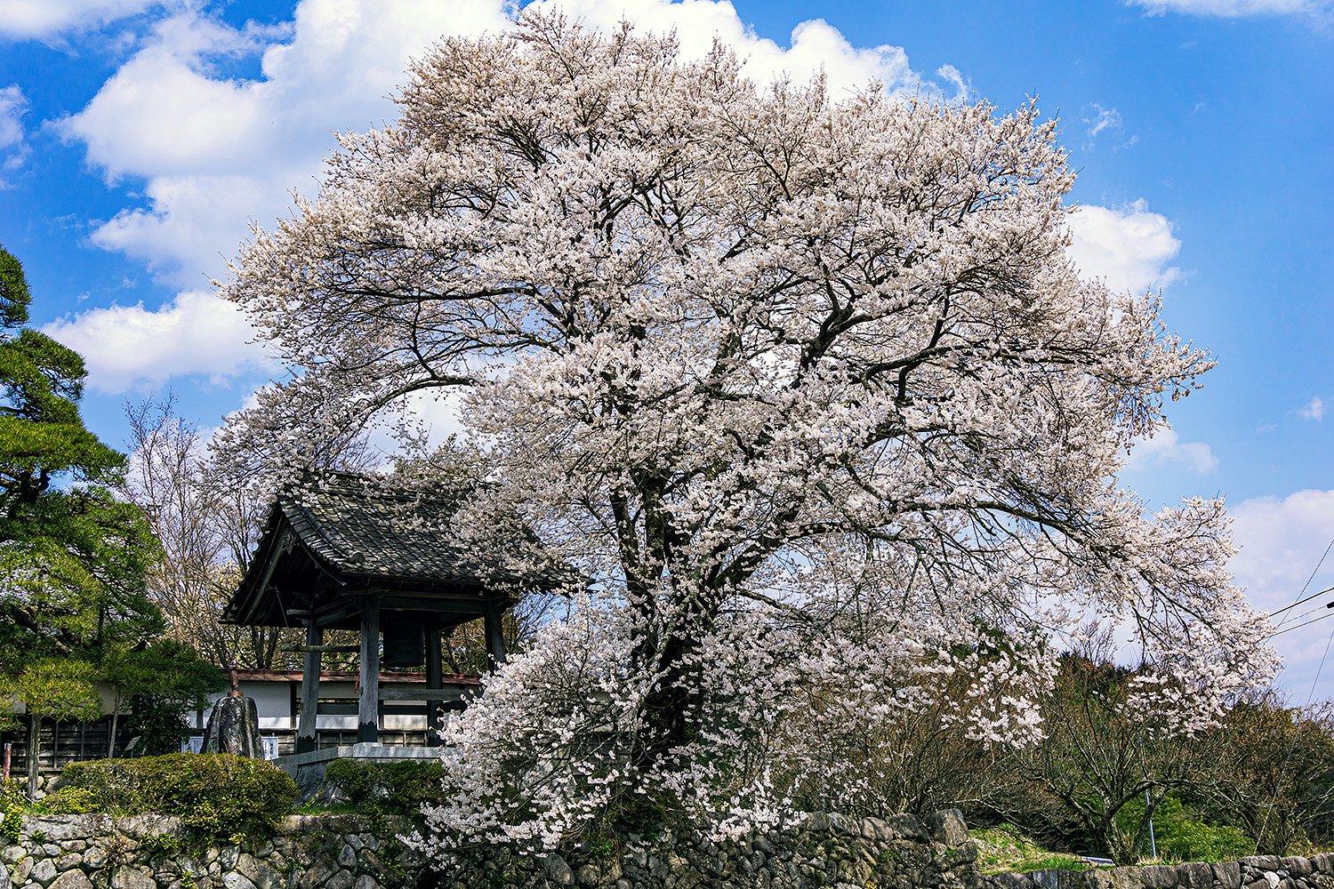 【はな】桜と鐘撞堂