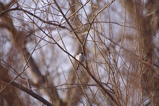 4月3日の写真