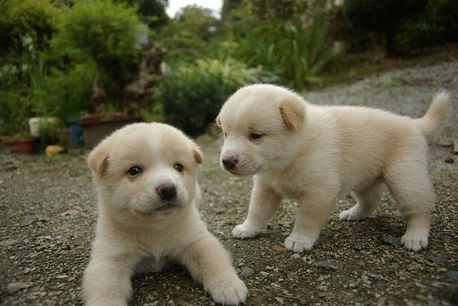 子犬