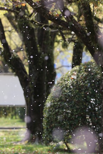 桜吹雪