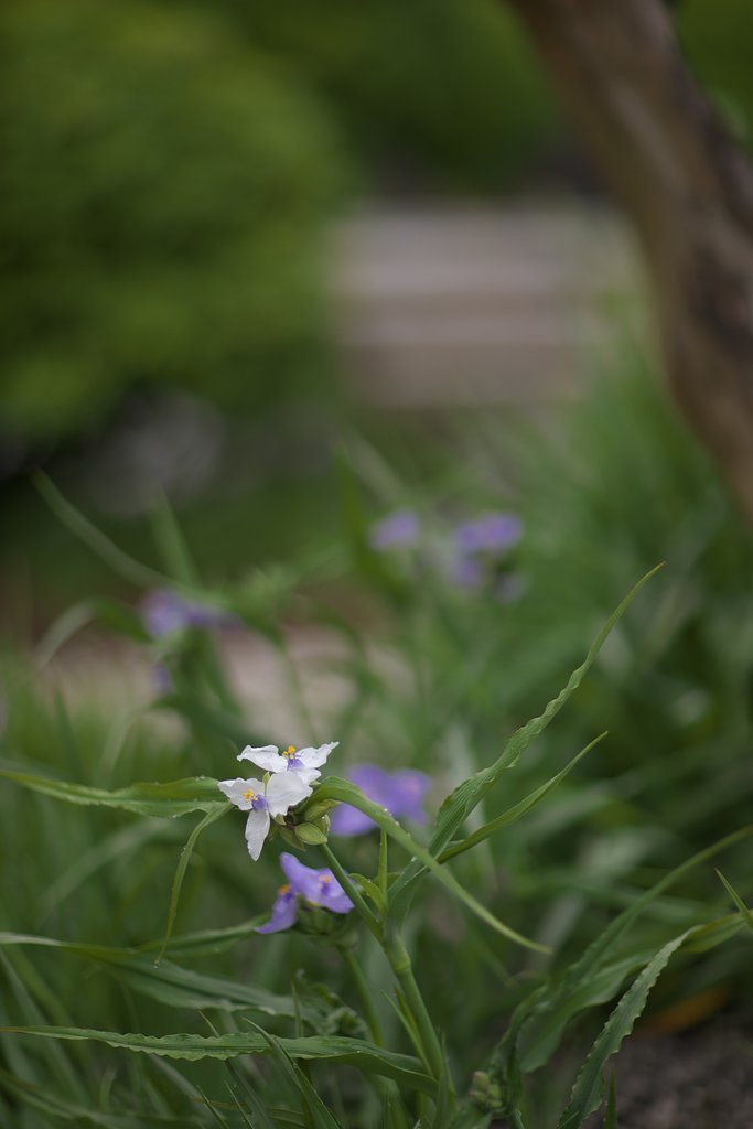 紫露草
