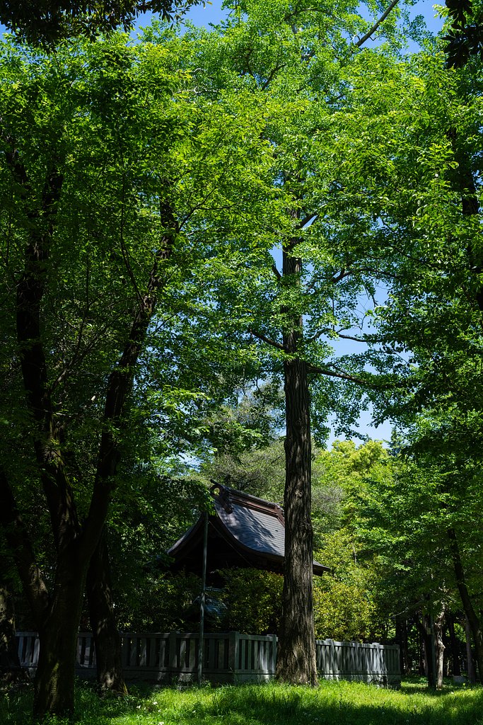 緑濃く