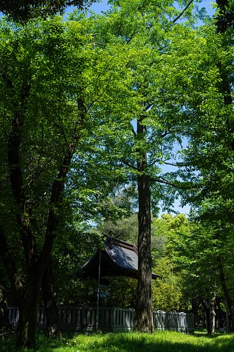 緑濃く