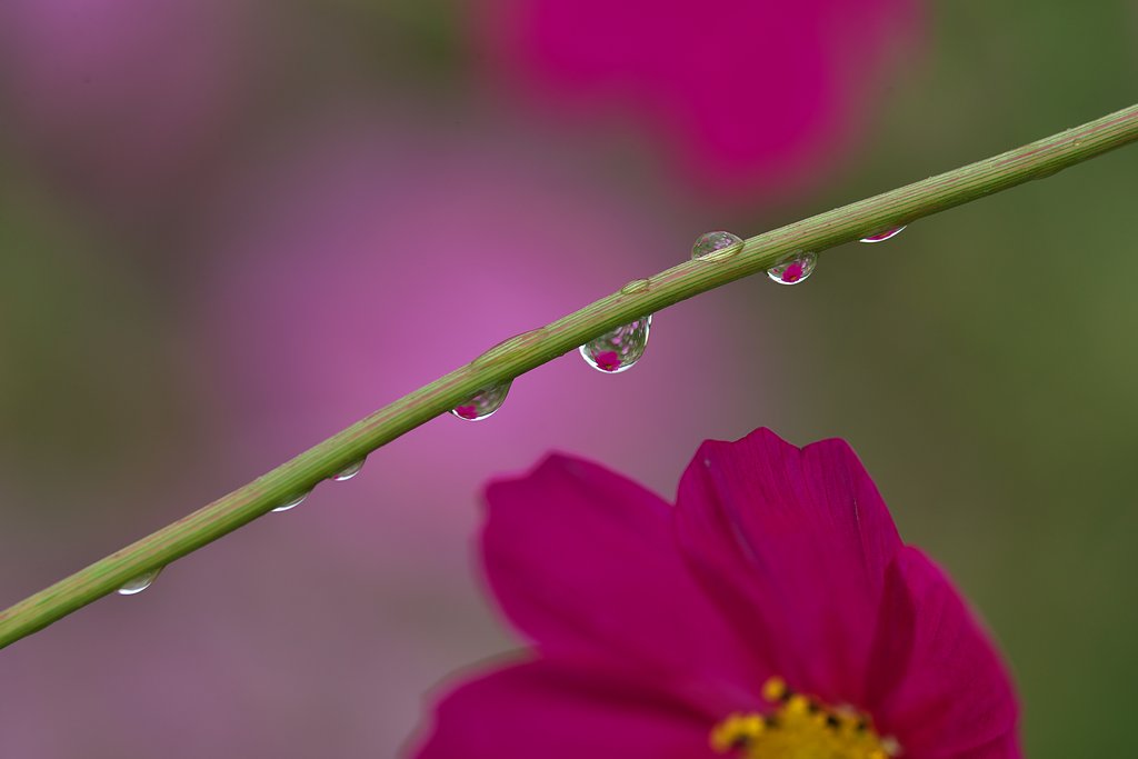 雫