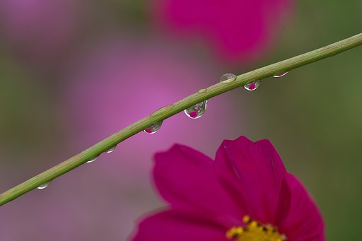 雫