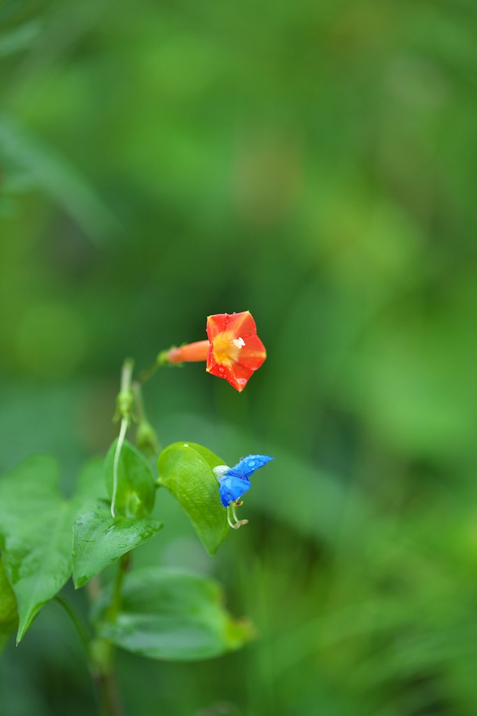 紅青