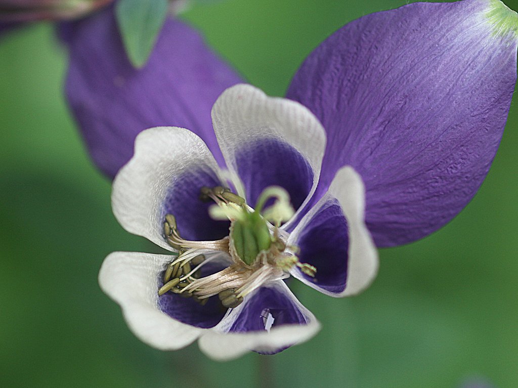 オダマキの蕊