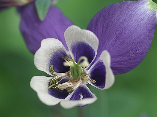 オダマキの蕊