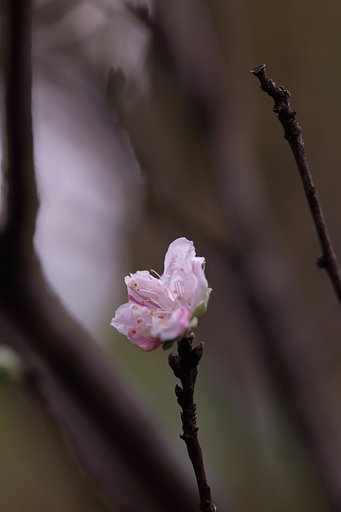 春のまぼろし～秋に咲くハナモモ～