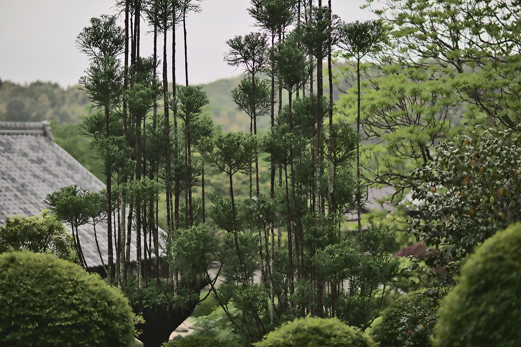 北山杉