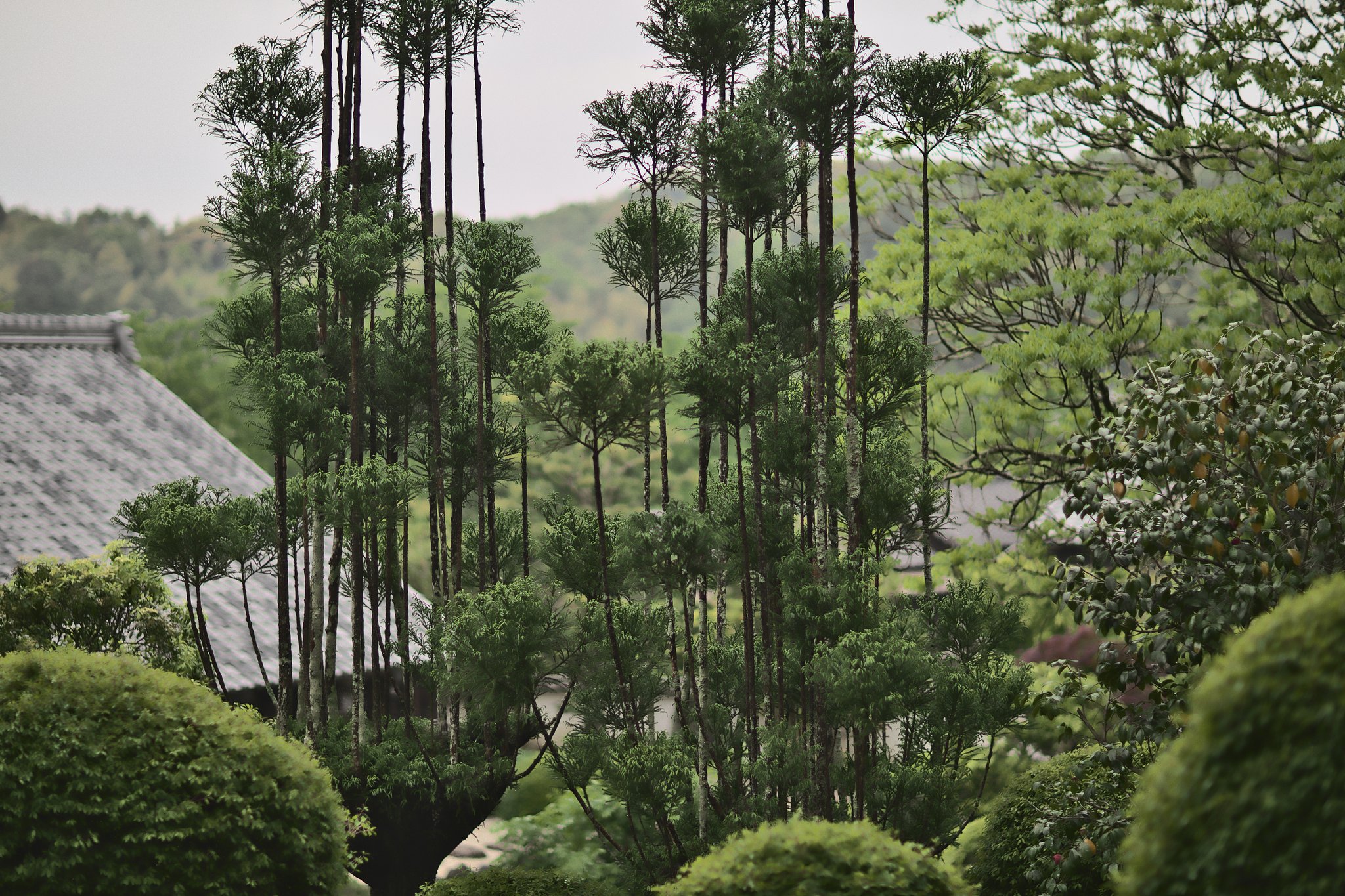 北山杉