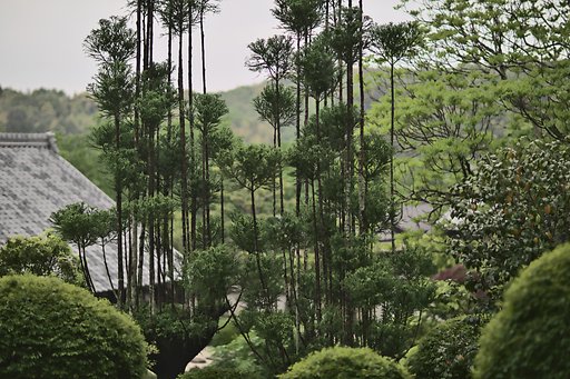 北山杉
