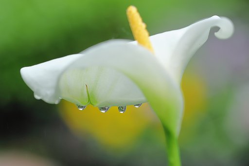 カラーの水珠