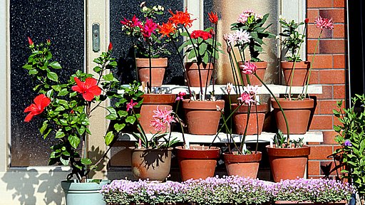 玄関の花