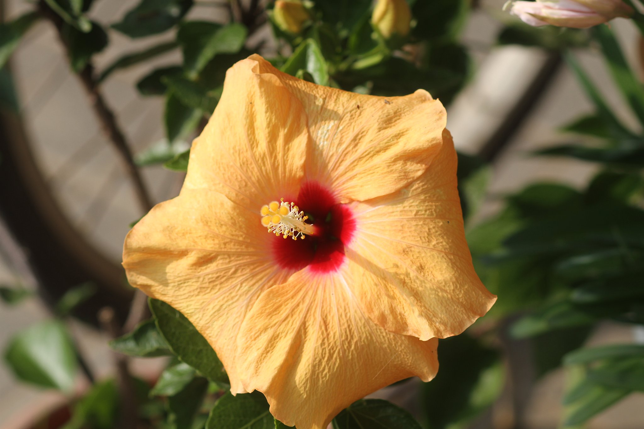 Canon EF100mmF2.8Macro