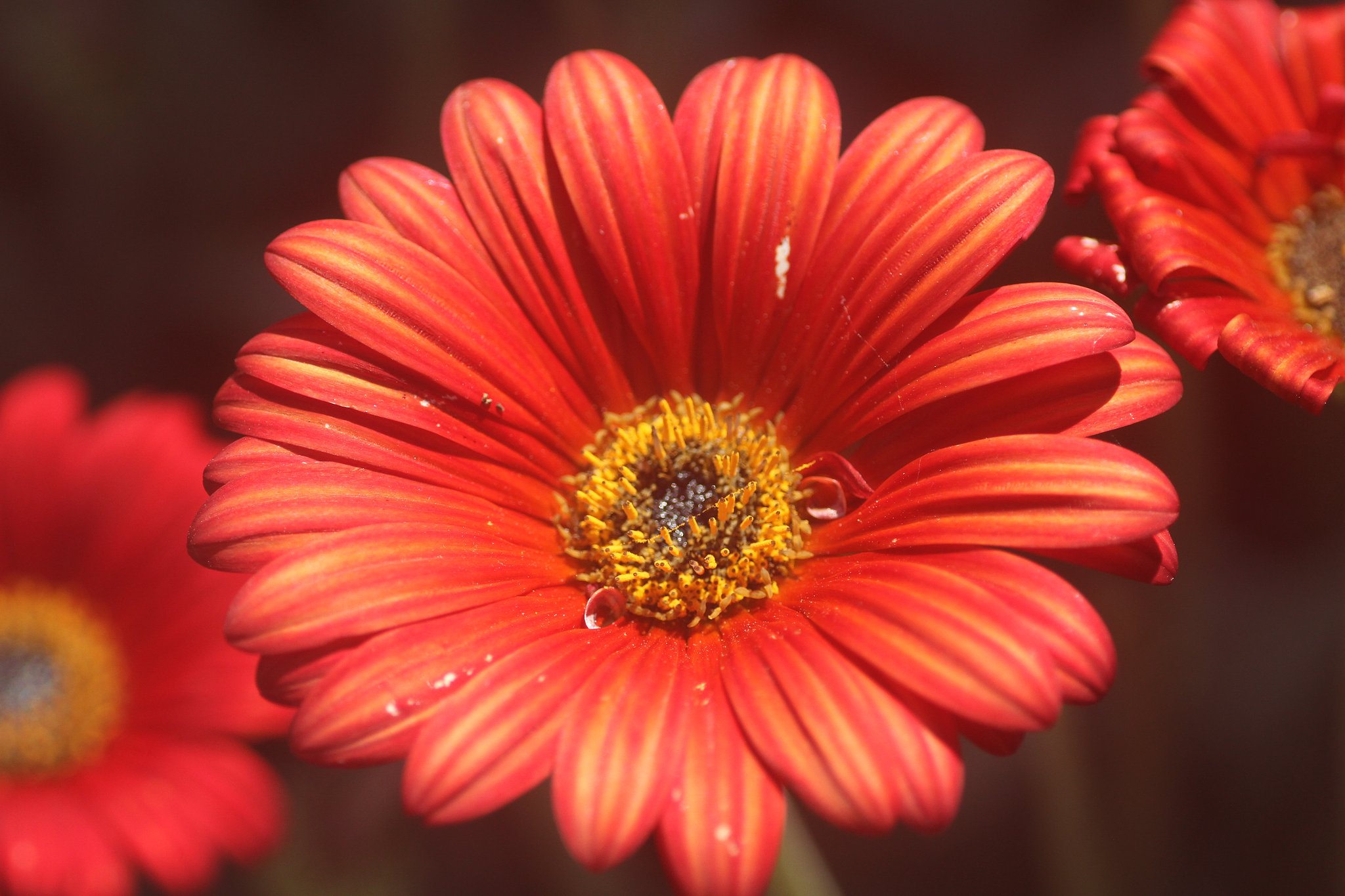 Tamron90mmF2.8macro 172E