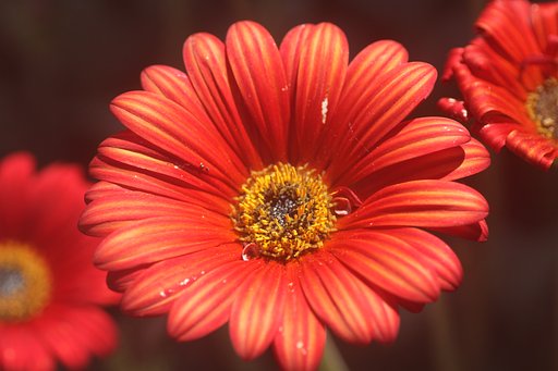 Tamron90mmF2.8macro 172E