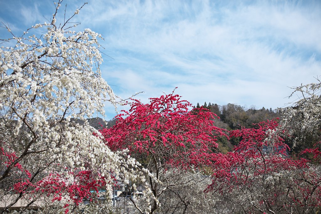 山里の花桃２