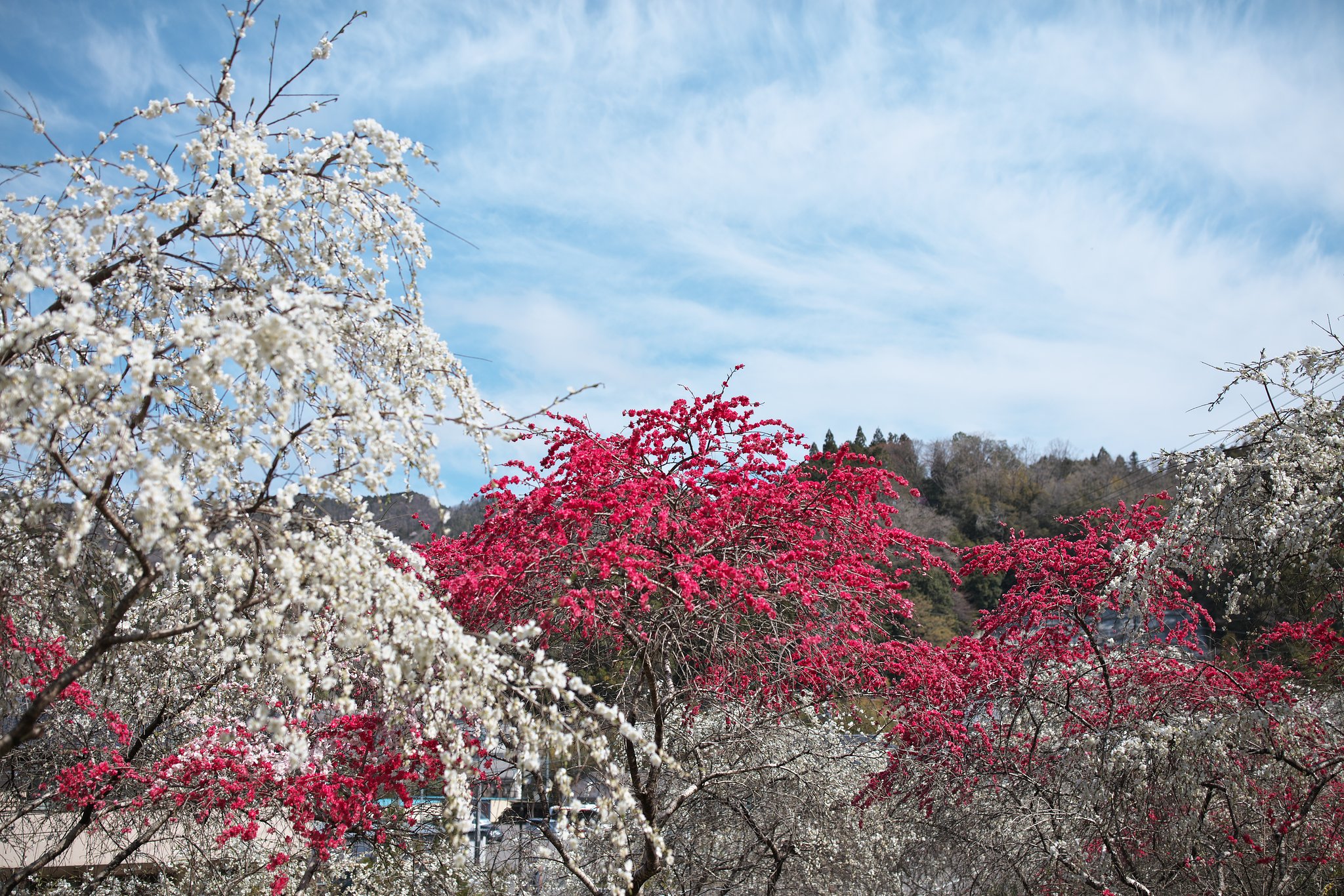 山里の花桃２