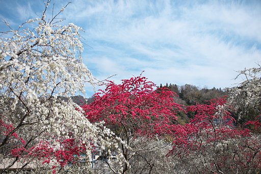 山里の花桃２