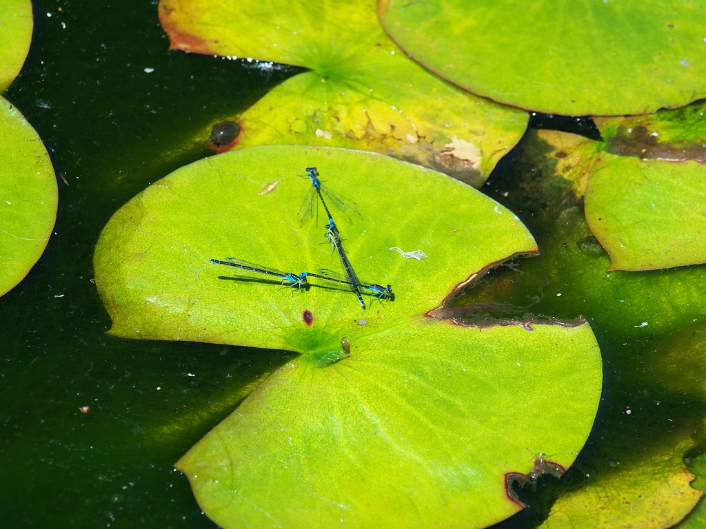 Ｗの交わり