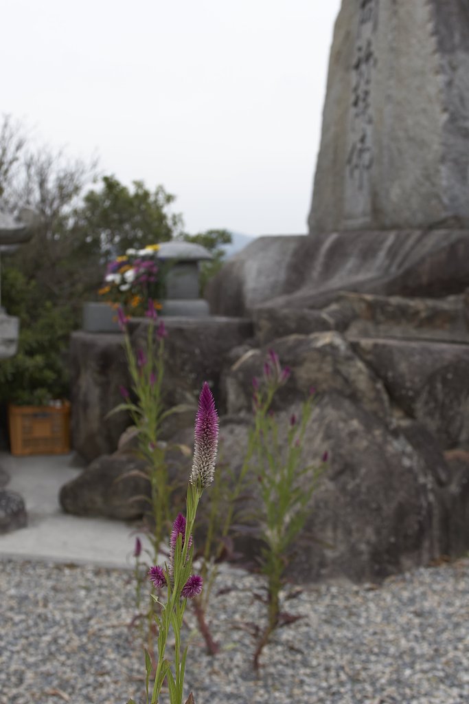 花を添える