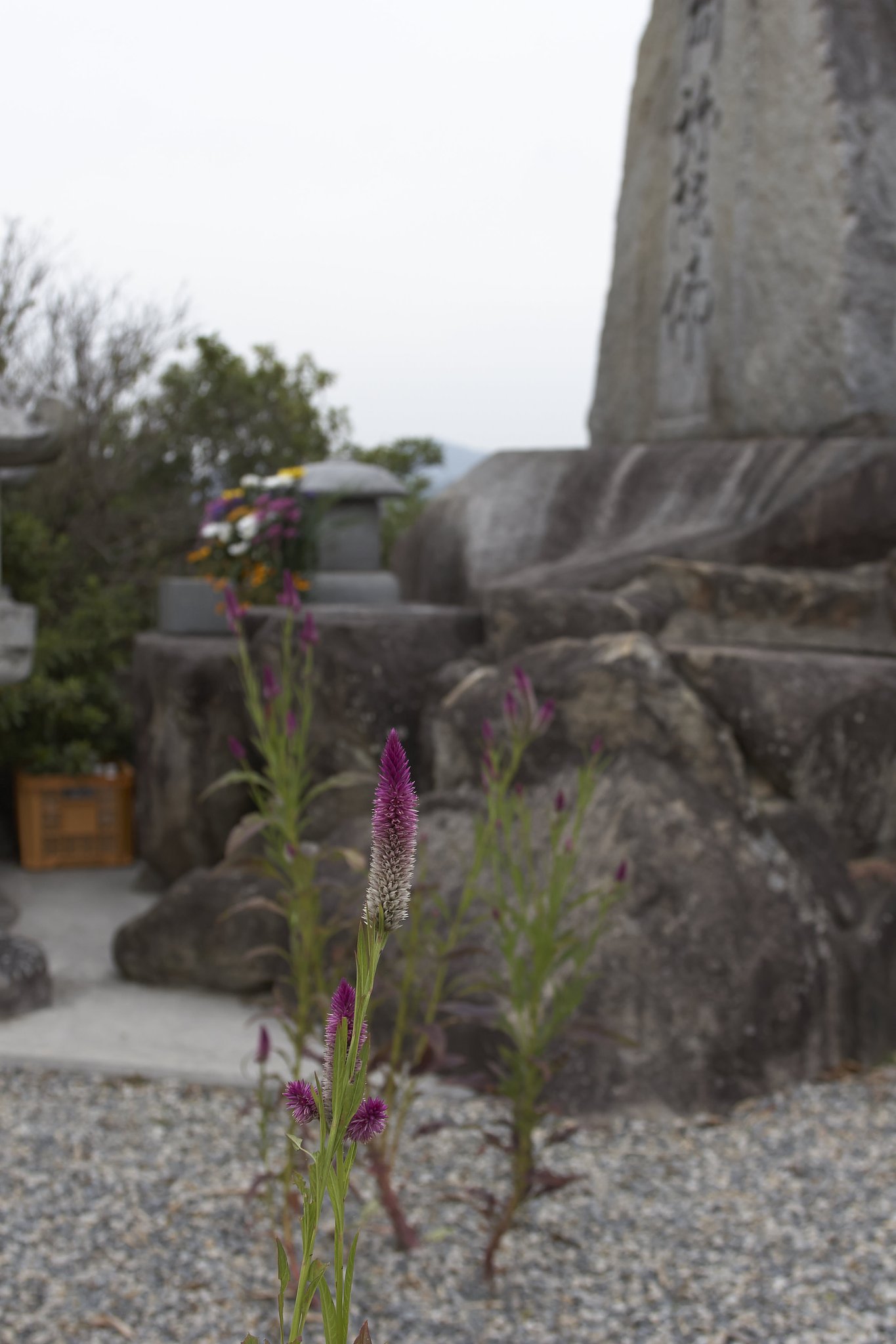 花を添える
