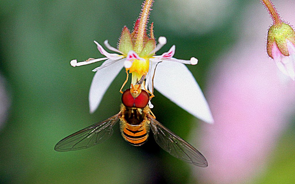 macroのアブ　１