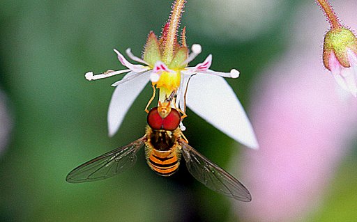macroのアブ　１