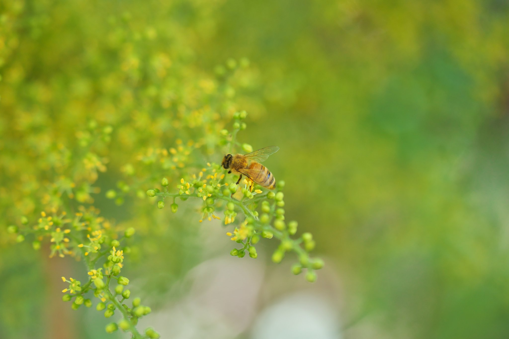 ウルシの花