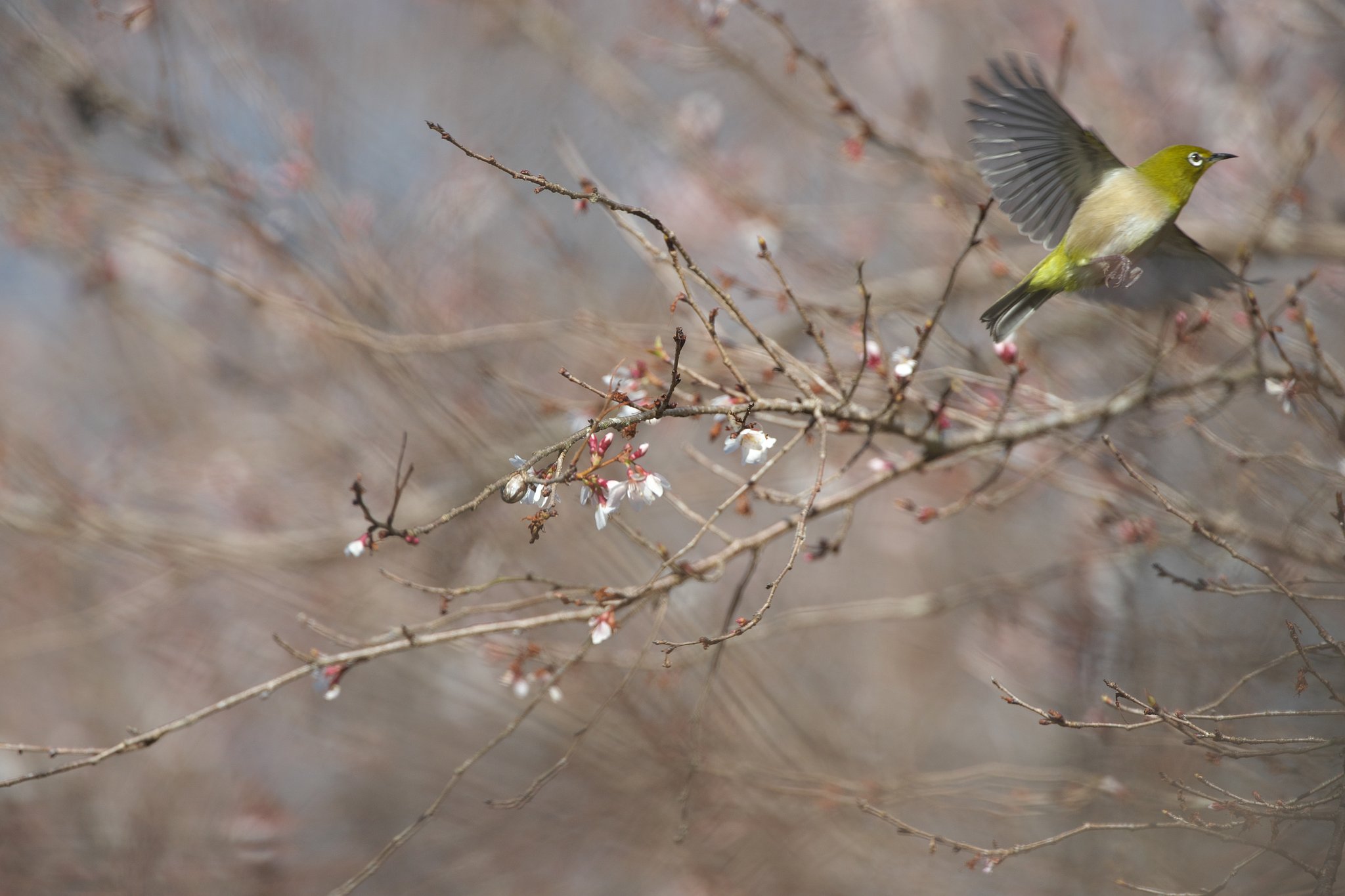 EF500mm F4L IS＋EF1.4xⅢ