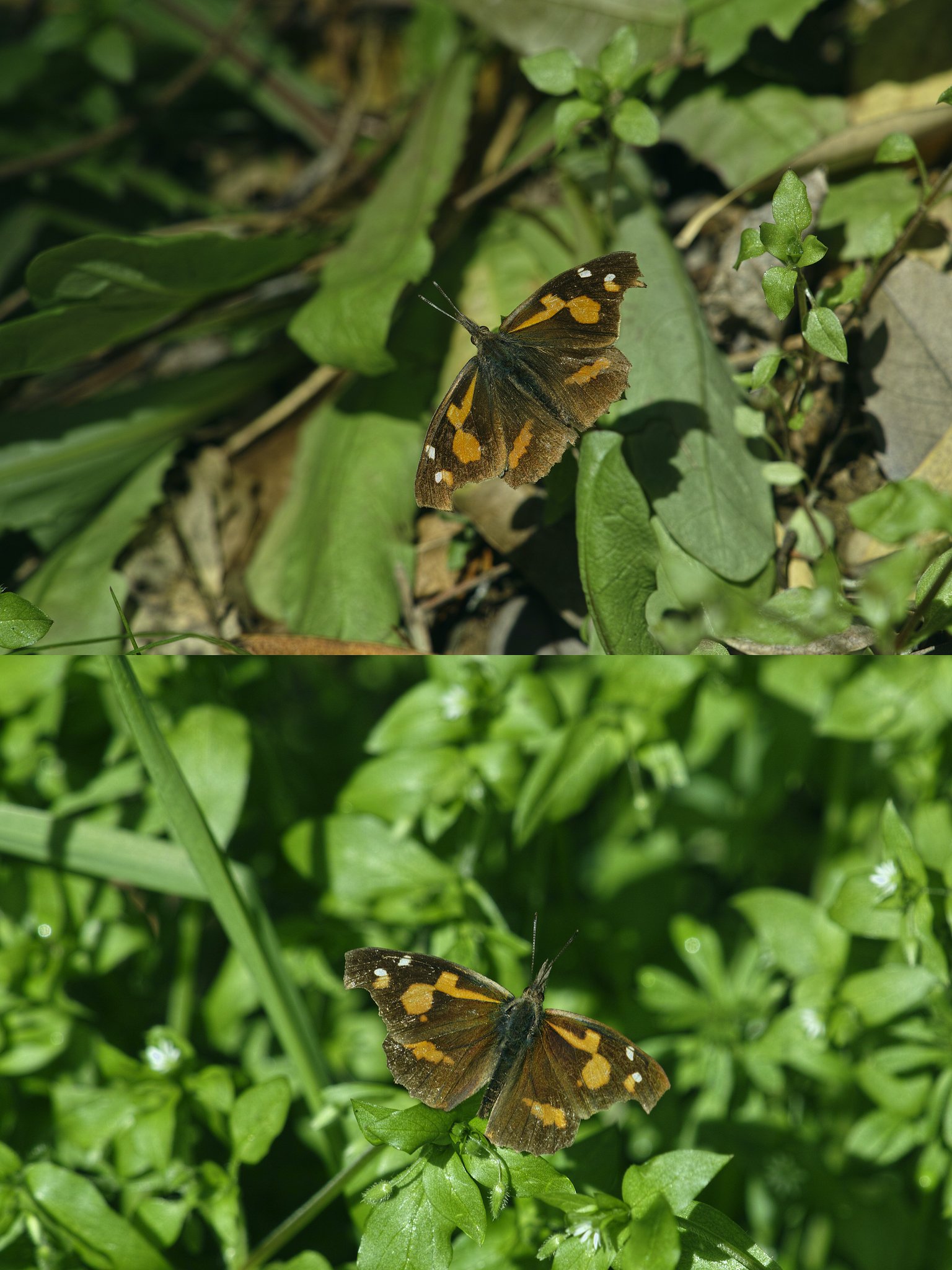 テングチョウ雌雄