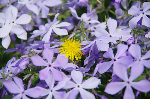 場違いなところで咲いてしまったかなあ？