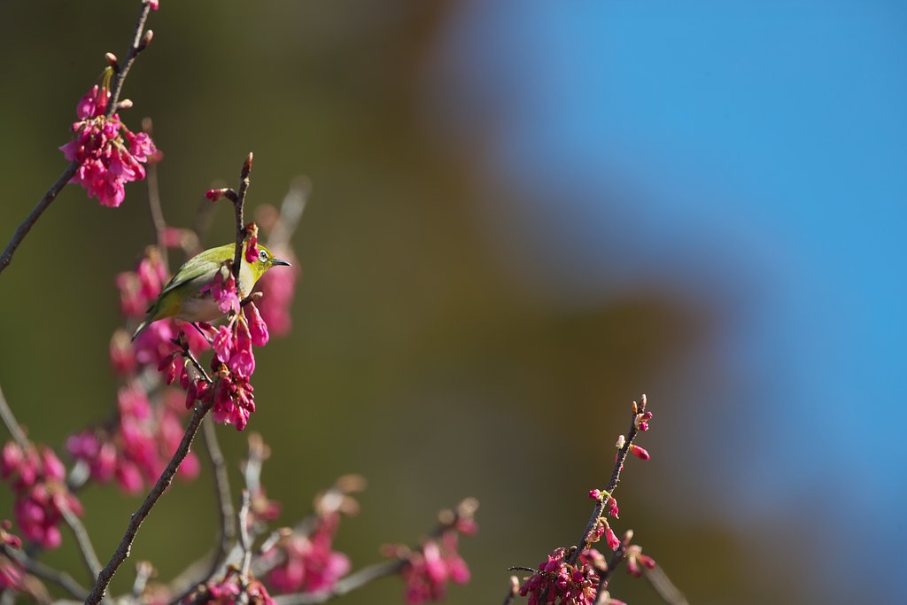 EF500mm F4L IS＋EF1.4xⅢ