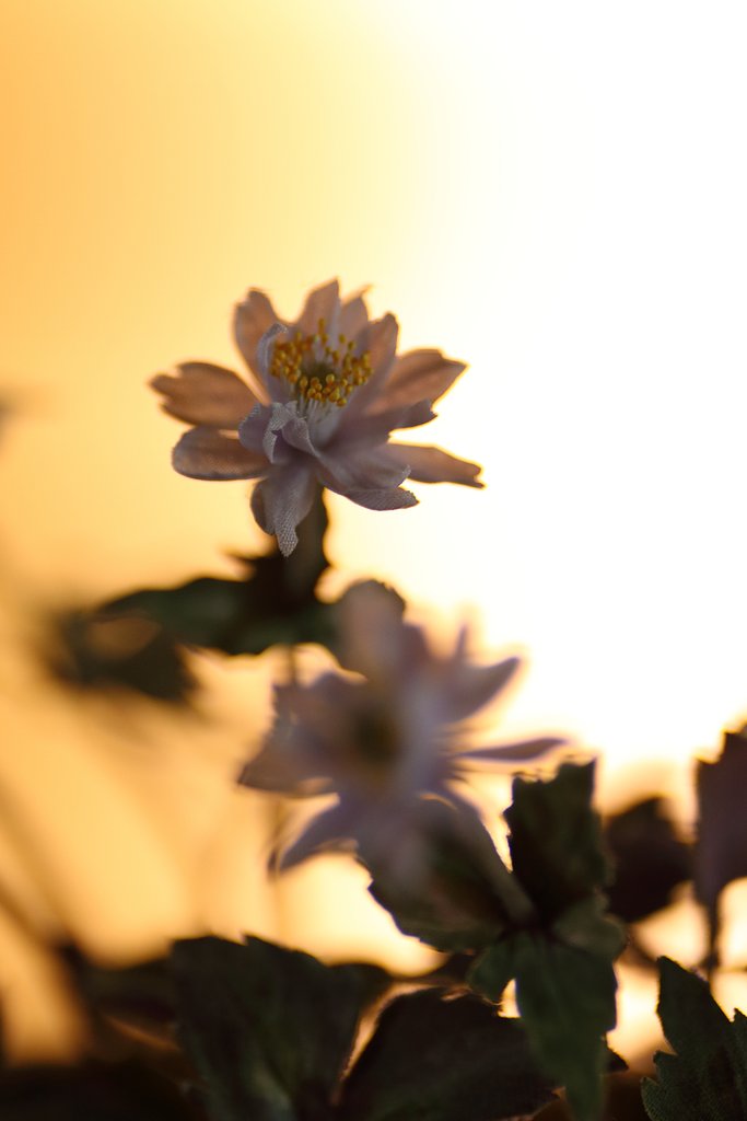 ユキワリイチゲ（鉢植え）