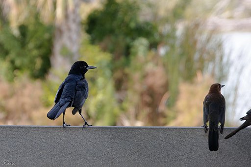 Boat-tailed Grackle ♂