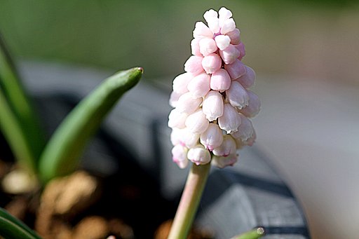 小さな白いムスカリ