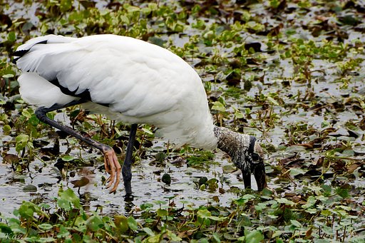 Wood Stork