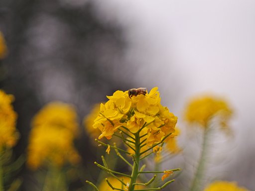 NIKKOR 50mm F2