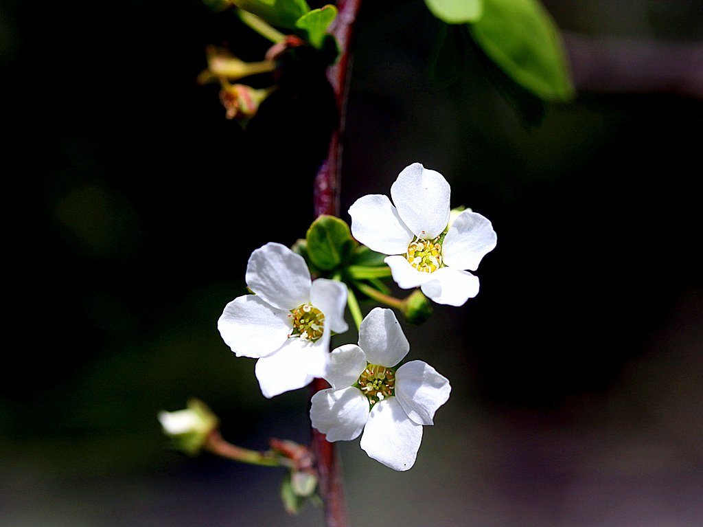 コゴメ桜かな？