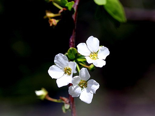 コゴメ桜かな？