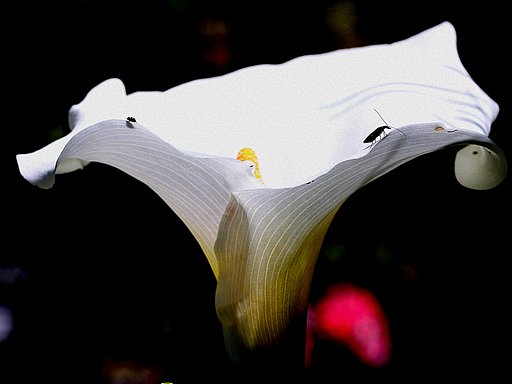 カラーと虫