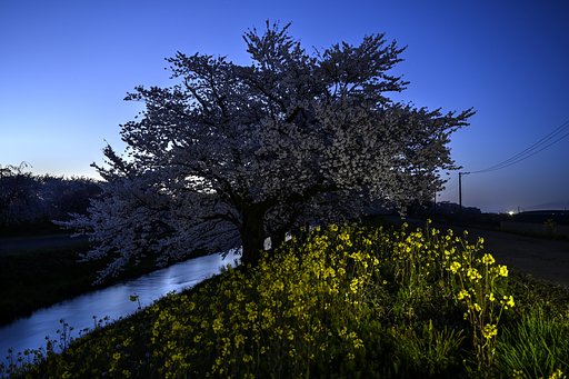 桜　菜花　2