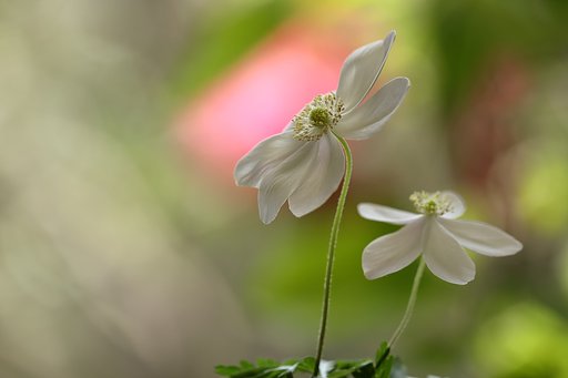 外出自粛の花撮り