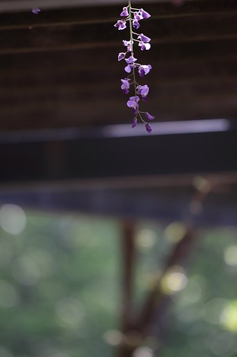 藤を撮る
